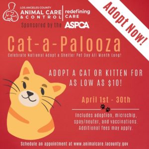 Adoptable Cats and Kittens, Los Angeles, Adopt a Pet