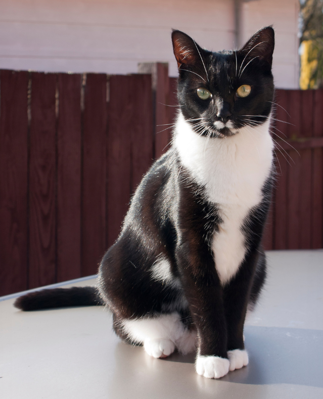 Volunteers build feral cat houses for homeless felines in the county