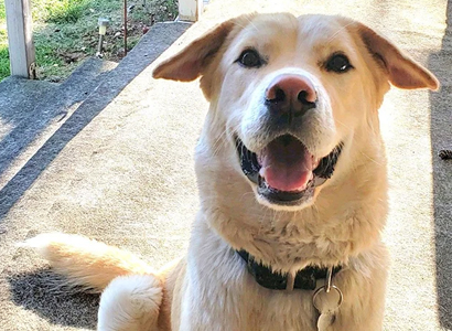 Wishes, Hopes, and Prayers