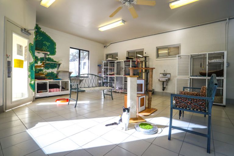 Animal Care Facility at Agoura - Main Entrance. A spacious indoor animal shelter room with tiled floors, featuring cat cages, a scratching post, a cat tree, and furniture. A black and white cat stands near the center of the room, surrounded by natural light from a window.