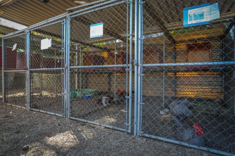 Animal Care Facility at Agoura - Staff Area. A fenced enclosure with chain-link fencing containing several nesting boxes made of wood and chickens inside. The ground is covered with dirt, and informational signs are attached to the fence.