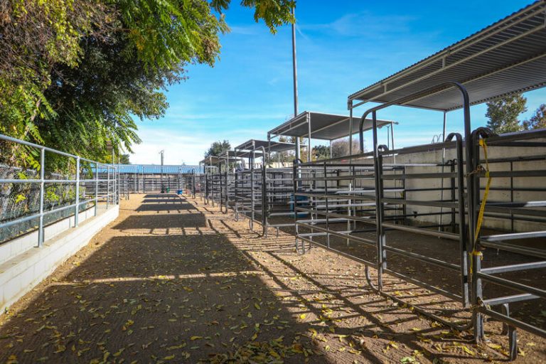 Animal Care Facility at Agoura - Interior Kennel View.  A series of empty metal animal stalls with overhead roofs for shade line a dirt pathway, surrounded by trees with fallen leaves scattered on the ground. The scene is illuminated under a bright blue sky.