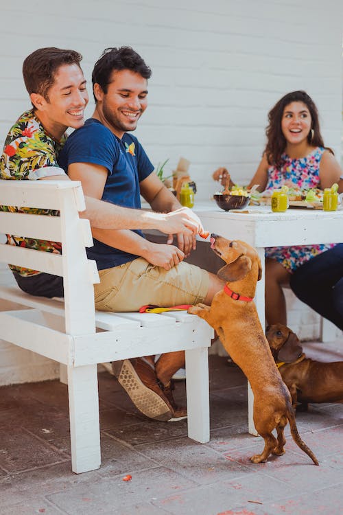 A cheerful group of friends seated outdoors at a white bench and table, enjoying food and drinks. A small brown dachshund dog stands on its hind legs, playfully reaching for food from one of the men. Another dachshund is seen nearby under the table.