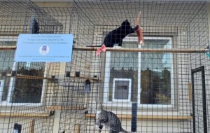 A black cat perched on a high ledge inside an outdoor enclosure, with another gray tabby cat below.