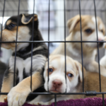 A group of puppies inside a kennel, peering through the bars with curious and playful expressions.