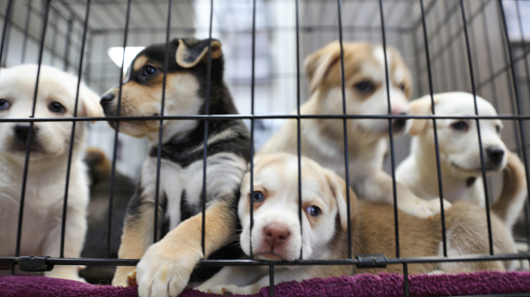 A group of puppies inside a kennel, peering through the bars with curious and playful expressions.