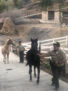 Two officers leading a black and a palomino horse along a concrete path in a rural setting with fences and hills.