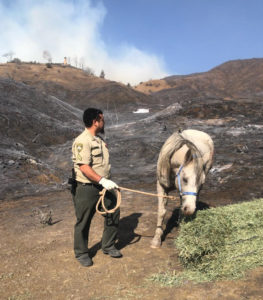 An officer holding a rope and standing next to a white horse grazing on hay in a burned landscape with smoky hills in the background.