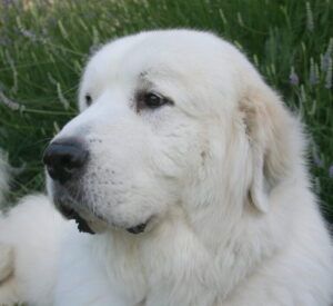 A close-up of a white Great Pyrenees dog with a calm expression.