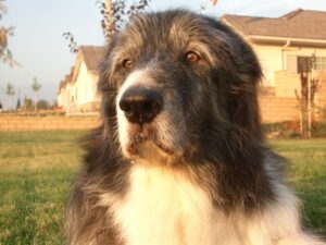 A close-up of a large, fluffy black-and-white dog sitting on grass with a thoughtful expression.