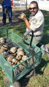 A smiling officer holding a small tortoise while standing next to a green cart filled with tortoises in a grassy area.