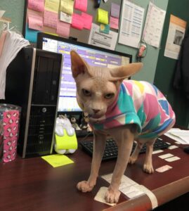 A Sphynx cat wearing a colorful sweater standing on a desk.