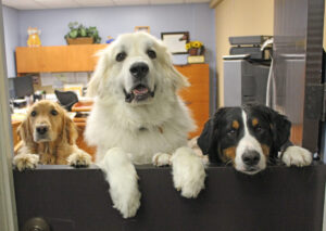 Three dogs of different breeds peeking over an office door.