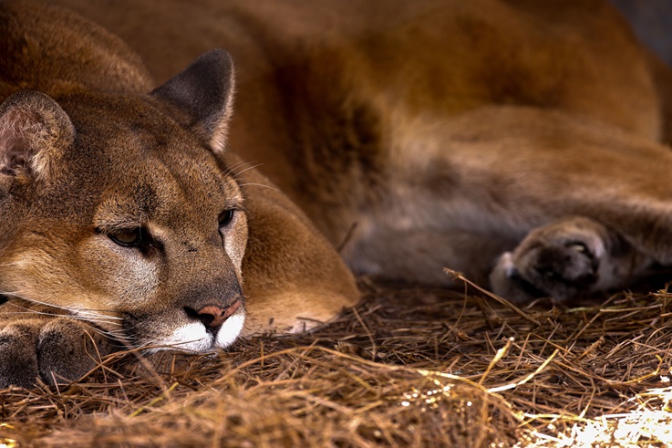 Mountain Lions
