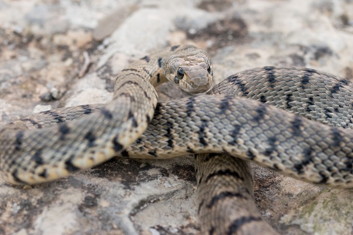 Rattlesnakes