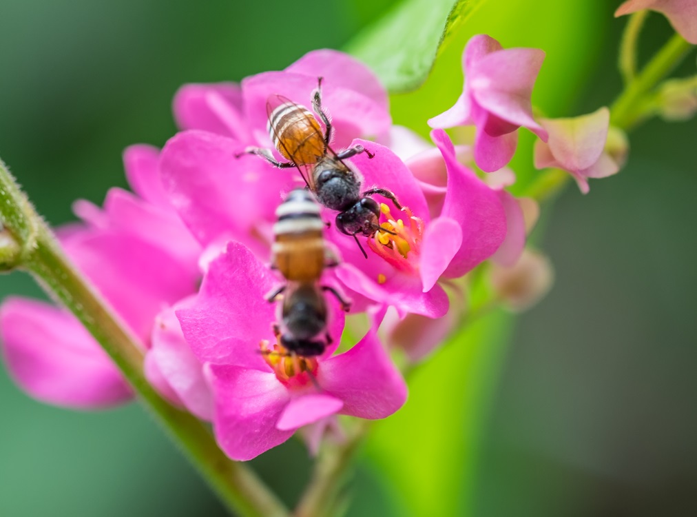 Bees