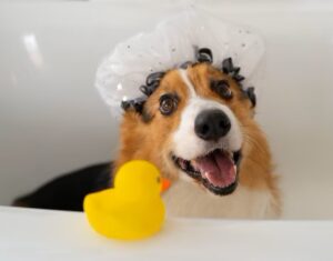 A cheerful corgi wearing a shower cap in a bathtub, with a yellow rubber duck in the foreground.