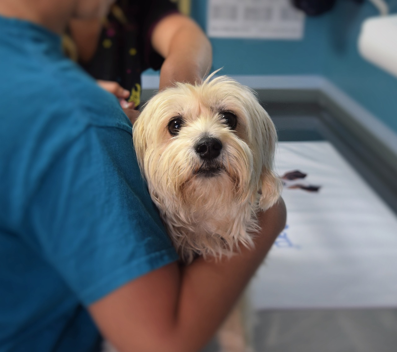 A small white dog being held by a veterinarian or caregiver