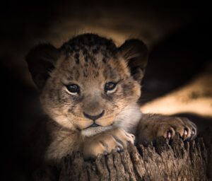 A close-up of a young lion cub resting its paw on a tree trunk, bathed in soft light, highlighting its expressive eyes and delicate features against a dark background.