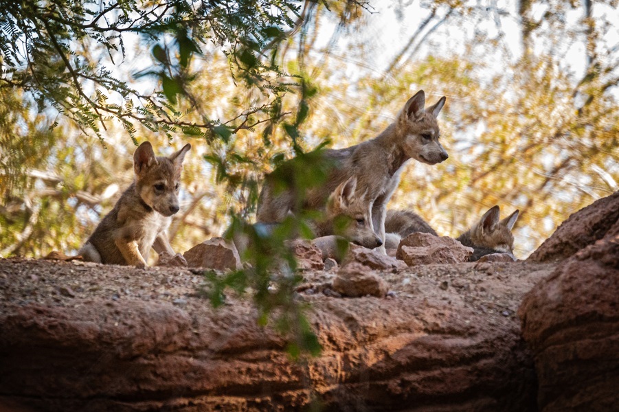 Coyote pups sitting on a rocky ledge surrounded by foliage.