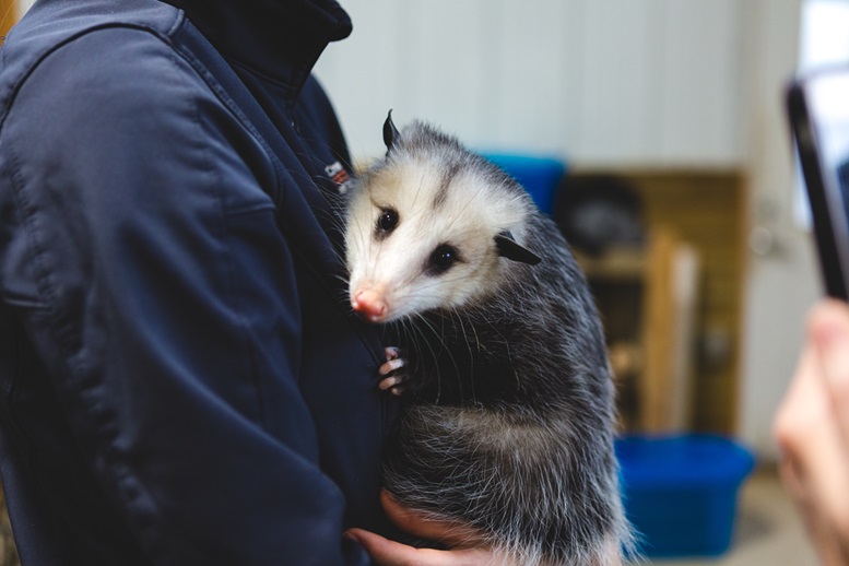 Opossums