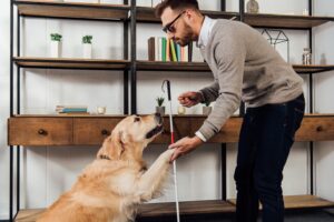 A blind man training a guide dog, holding a bagel as a reward while the dog extends its paw.