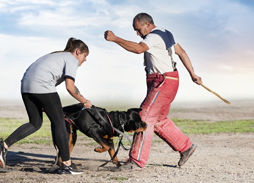 A Rottweiler in a training exercise biting a trainer's padded leg while a handler holds the dog back.