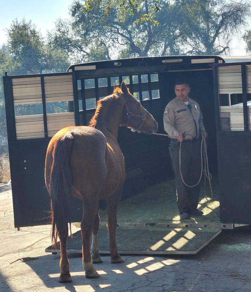 Officer loading horse on trailer