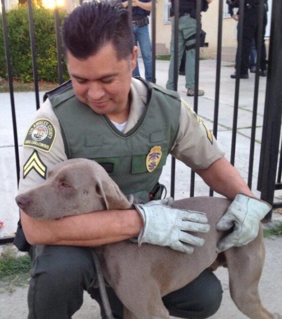Grey hound dog and Animal Control Officer