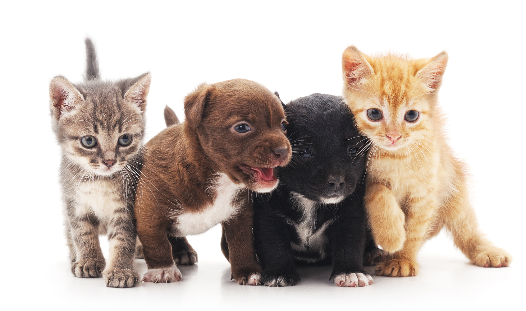 Two kittens and two puppies sitting close together on a white background — a gray tabby kitten, a brown and white puppy, a black puppy, and an orange tabby kitten.