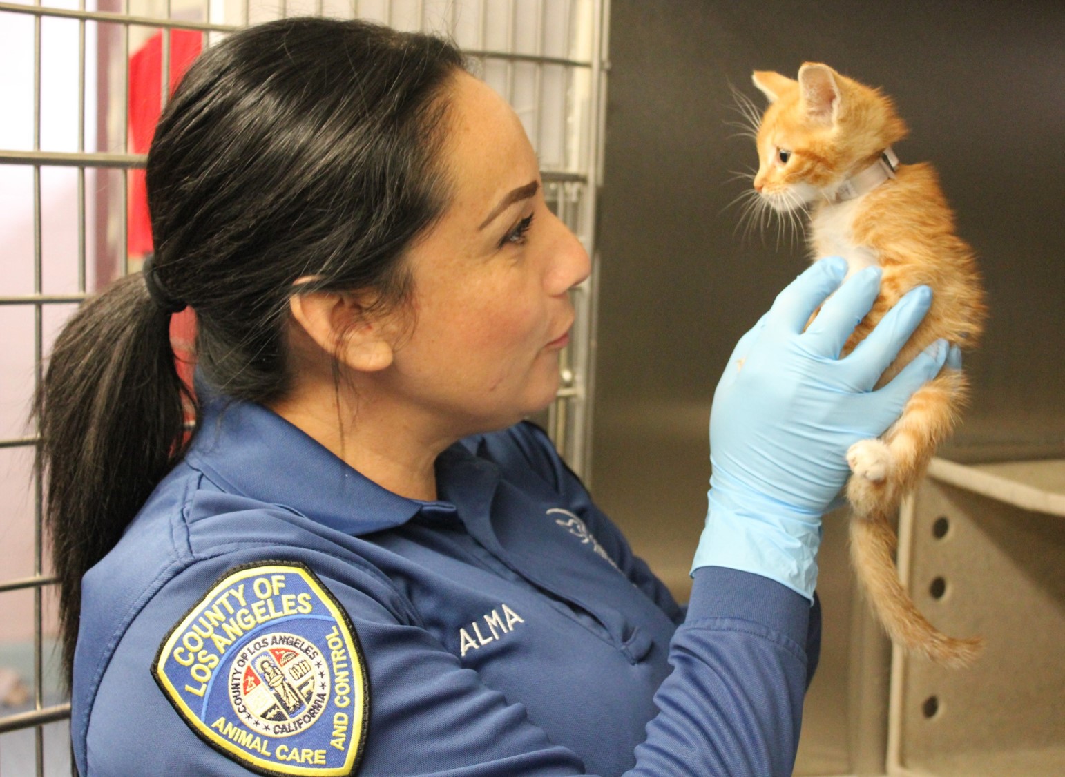 Animal Care Attendant woman with gloves, holding an orange tabby kitten