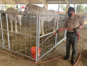 Animal Control Officer pouring water from a hose into a bucket for two horses that were rescued from the fires