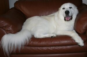 Isabella-in-chair