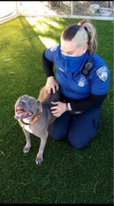 A masked Animal Care Attendant woman kneeling on the grass with a gray pitbull dog