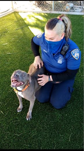 A masked Animal Care Attendant woman kneeling on the grass with a gray pitbull dog