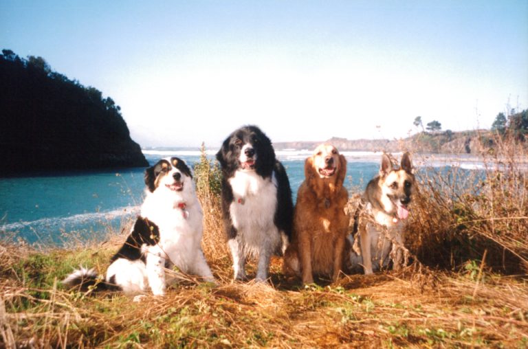 four dogs near a shore