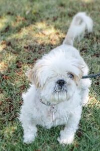 Yumi After Treatment, freshly groomed white furry dog