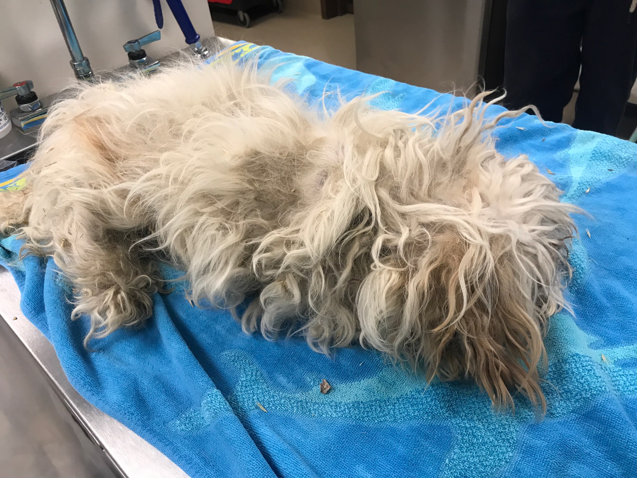Yumi Upon Arrival before treatment, extremely matted white dog