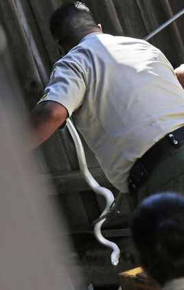 LA County Officer catching snakes