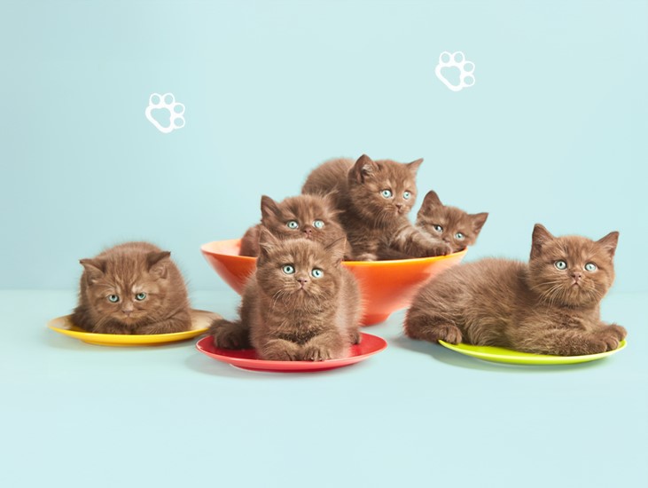 Six fluffy brown kittens with blue eyes are sitting in colorful bowls and plates arranged on a light blue background. The kittens appear calm and curious.