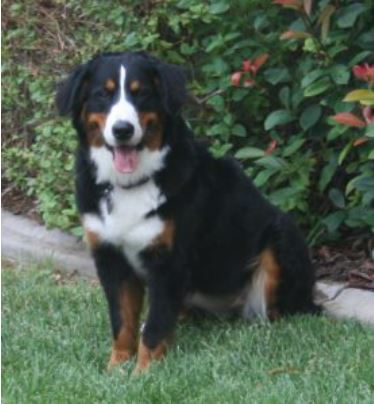 A happy Bernese Mountain Dog sitting on green grass in front of a leafy shrub, looking directly at the camera with its mouth open in a cheerful expression