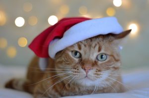 a cat with Christmas hat