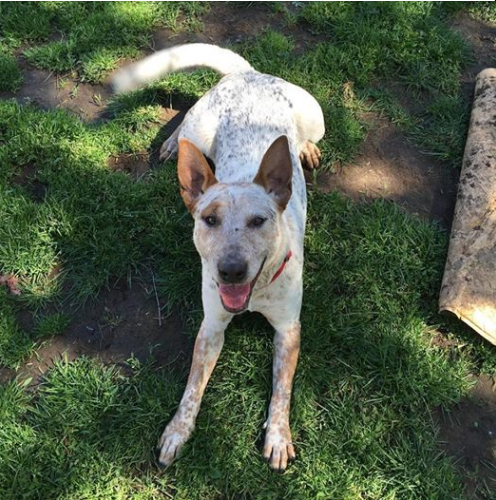 ChatGPT said: A happy dog with white and brown fur and upright ears, lying on green grass in a sunny outdoor setting, looking up with a joyful expression.