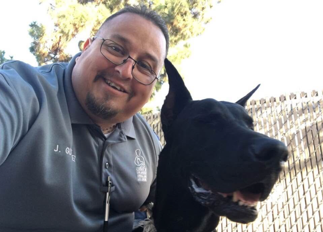 Javier Gutierrez, wearing a gray polo shirt with the name "J. Gutierrez" and the “County of Los Angeles Animal Care and Control” logo embroidered on it, gently holds a large black dog with pointed ears. The background includes a metal fence and leafy trees, creating a serene outdoor scene that highlights his connection to the animals under his care.