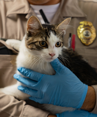 animal control officer with blue latex gloves holding a tri colored cat