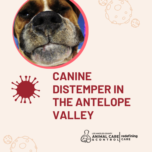 DACC Takes Proactive Measures to Address Distemper Outbreak in Lancaster Area