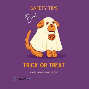 DACC Urges Pet Owners to Prioritize Pet Safety This Halloween