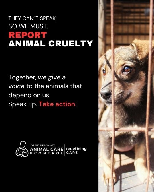 DACC Encourages Residents to Report Animal Abuse and Provides Guidance on Jurisdictional Coverage