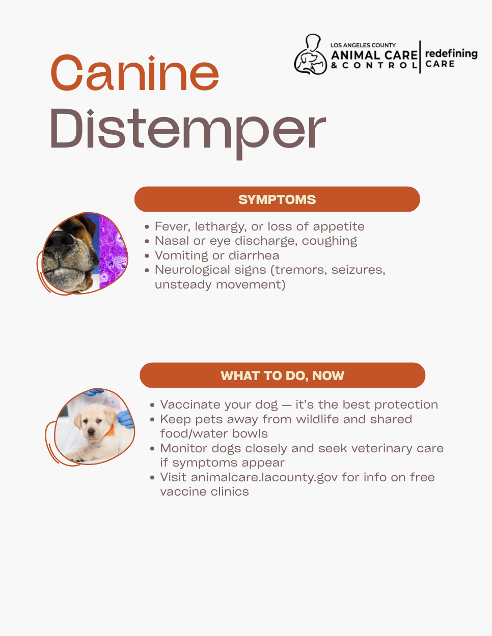 DACC Addresses Canine Distemper Outbreak at Baldwin Park Animal Care Center