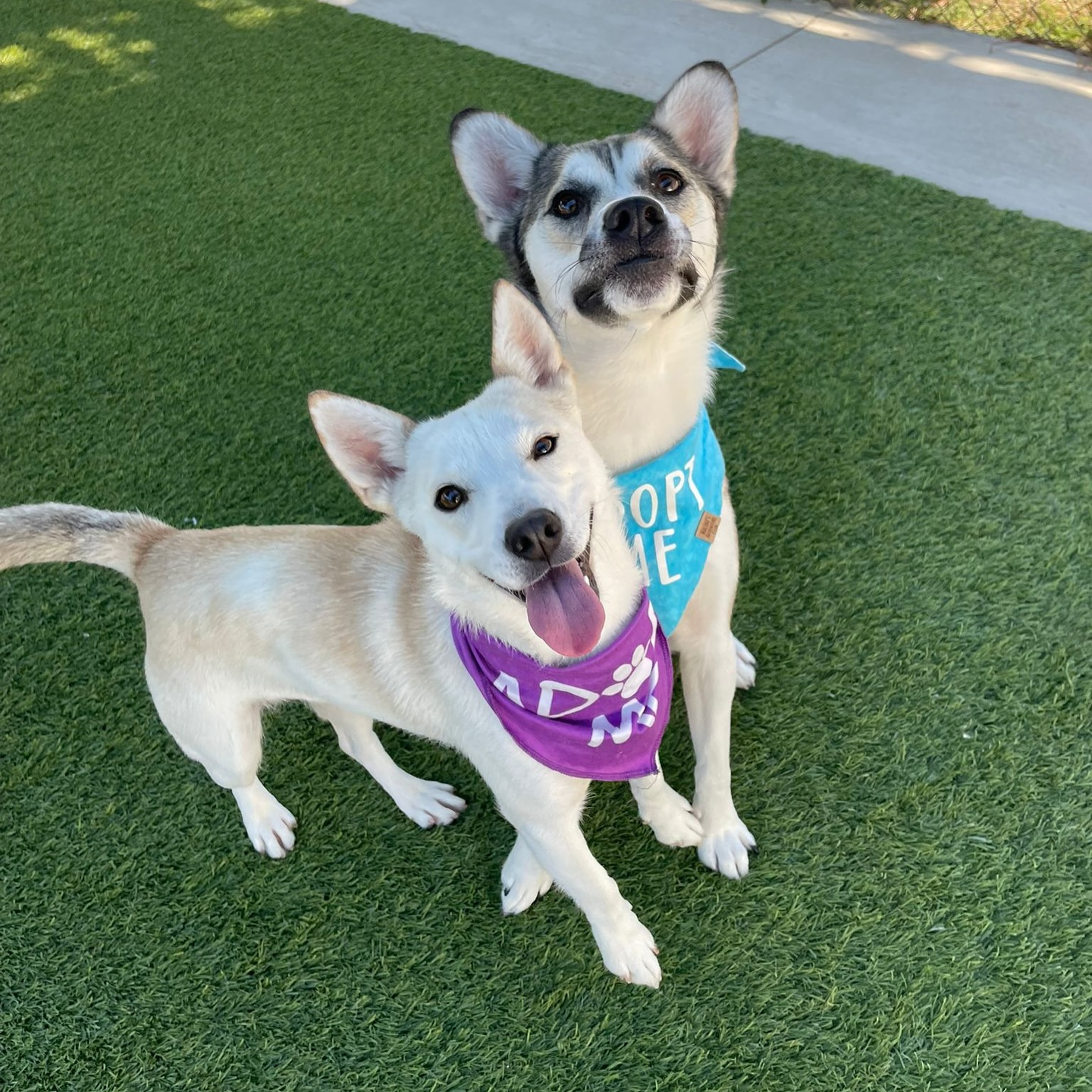 Two happy dogs stand on green artificial grass, looking up at the camera—one white dog wearing a purple bandana with its tongue out, and one gray-and-white dog wearing a blue bandana—both with perked ears in a sunny outdoor yard.